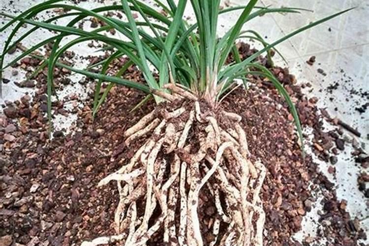 家庭种菜养花的种植土和营养土最全攻略