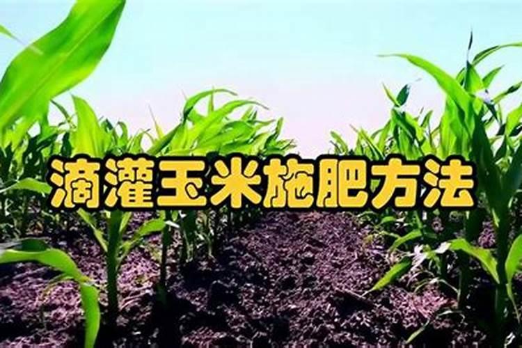 玉米滴灌施肥方案 施肥技术及用量