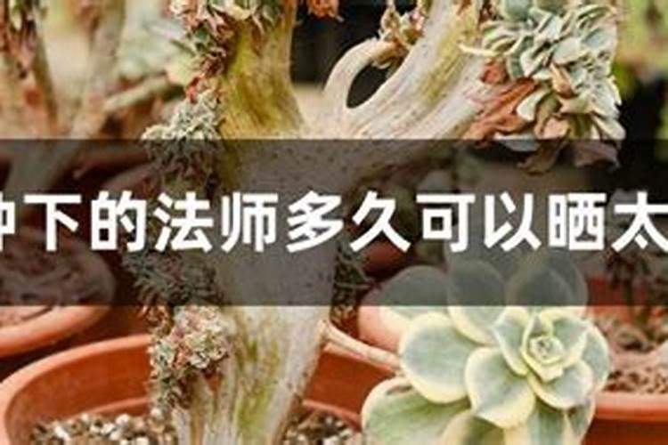 法师刚上盆可以浇水吗