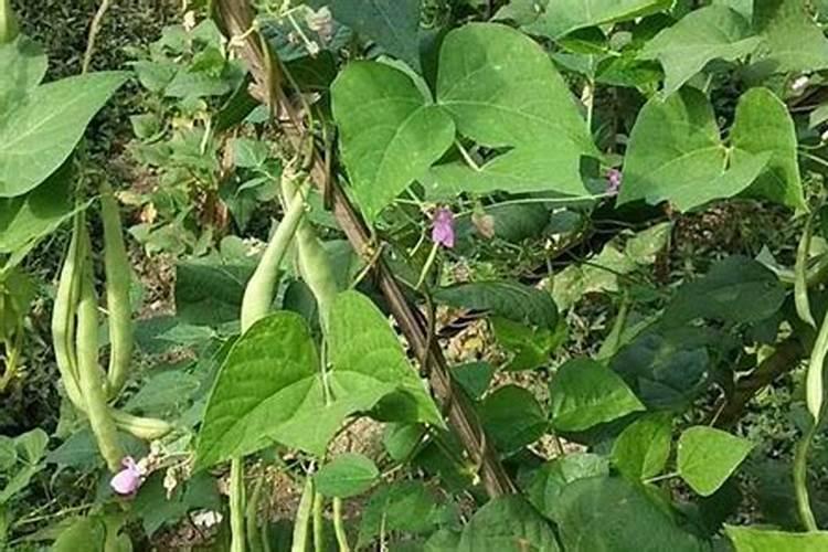 月季开花期间怎么施肥