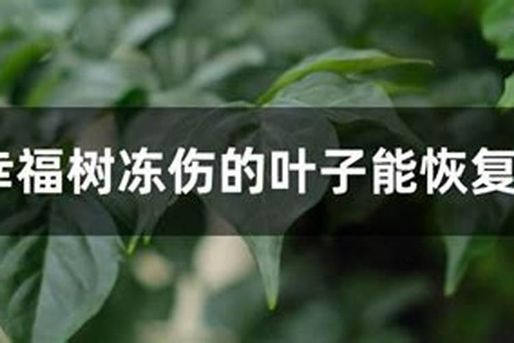 柚子树冻伤后怎么处理