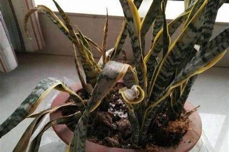 低温天气。油菜小苗喷施哪种叶面肥提苗放果最好？