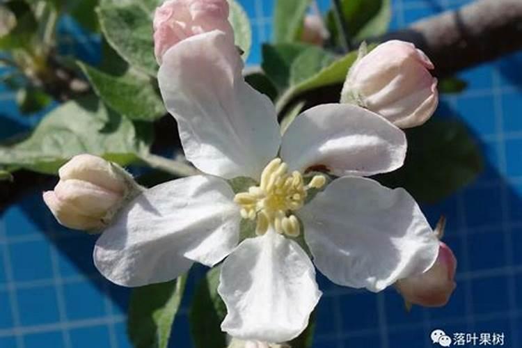 怎样施肥才能有利于花芽形成和提高坐果率？