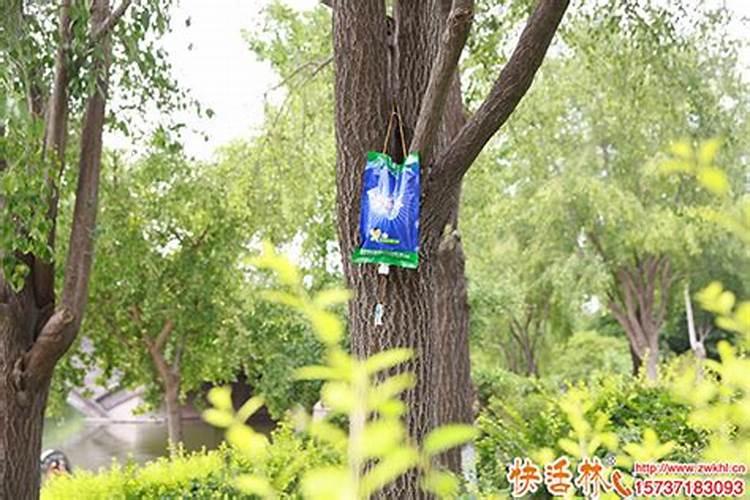 什么肥料施加在果树上能带来最好成效？