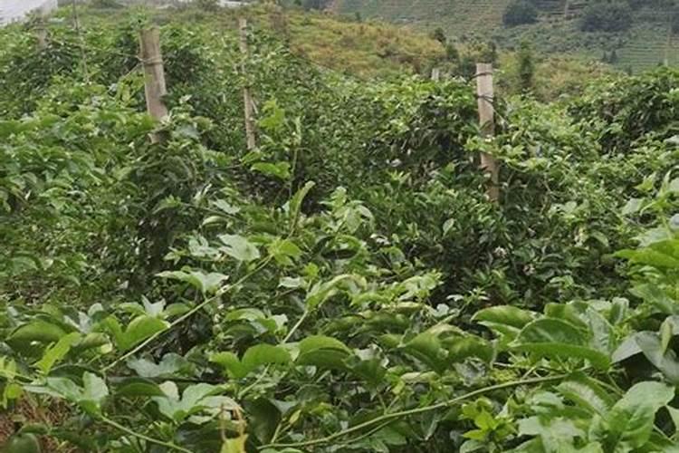 库尔勒香梨种植条件