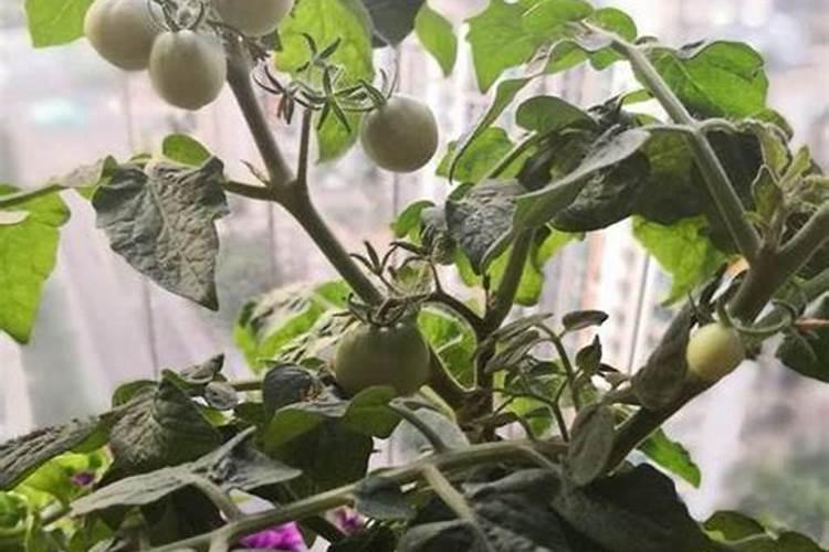 种小番茄和草莓什么时候施肥最好？(在线等)