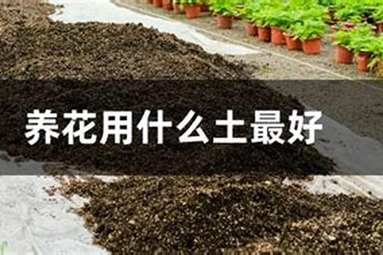 家庭养花用什么肥料最好