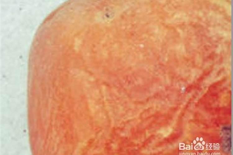 烂西红柿怎么做成肥料