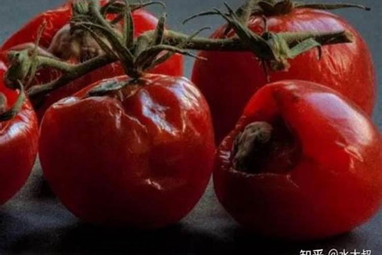 烂西红柿发酵多久能做肥料 发酵方法有哪些