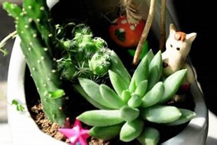 多肉植物是浇营养液还是用肥料？