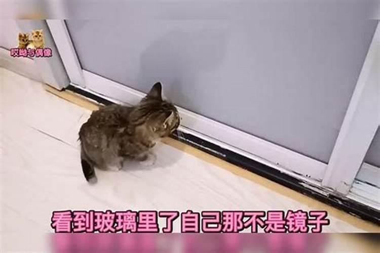 甜菜怎么种植能高产