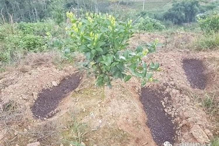 砂糖橘种植技术 手把手教你正确方法
