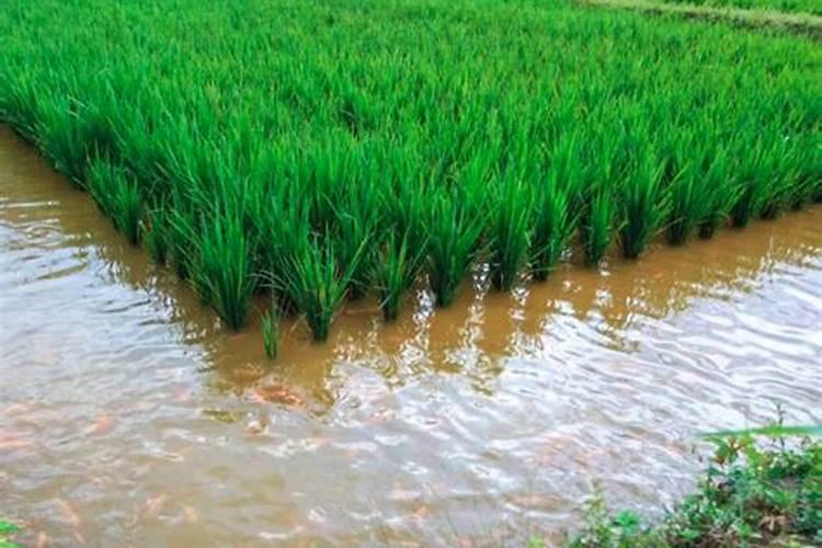 东北种植水稻什么钾更好