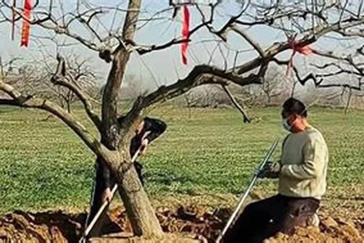 怎样使枣树成活率高？