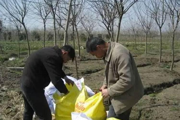 苗木种植一般用什么肥料