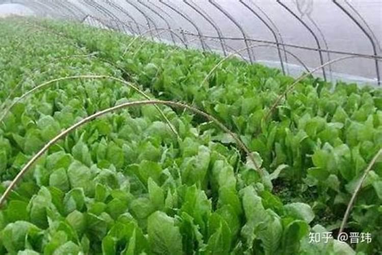 大棚种植莴笋一亩要多少穴？