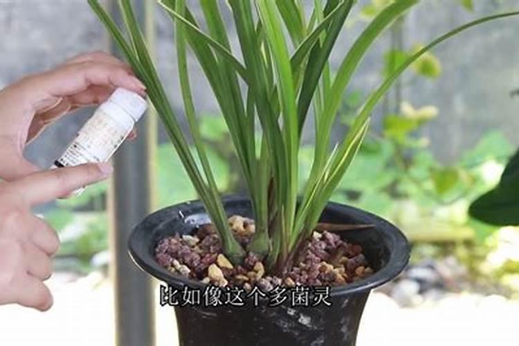 磷酸二氢钾使用方法兰花