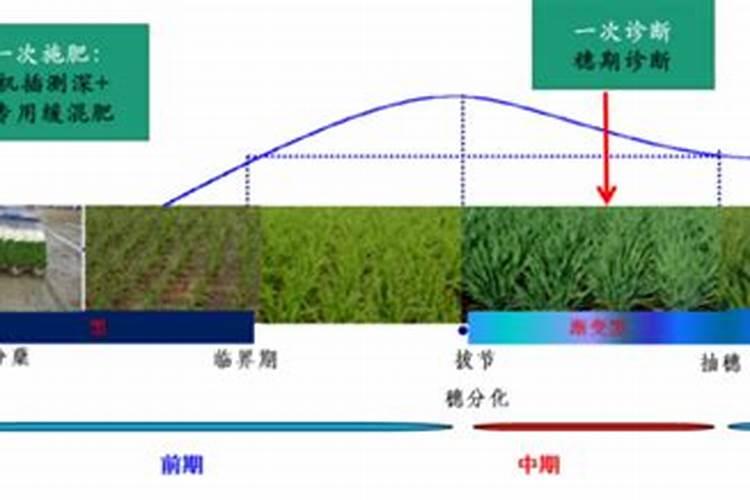 水稻粒肥什么时候施 增施钾肥在什么时间较好稻灌浆期用什么叶面肥可增产...