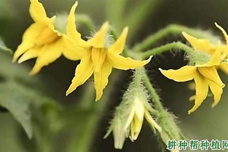 番茄开花阶段使用什么叶面肥效果好？