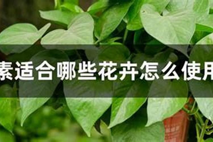 尿素能浇什么花