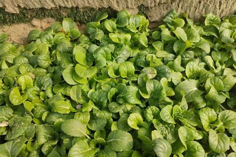 四平季小白菜出苗后怎样浇水施肥