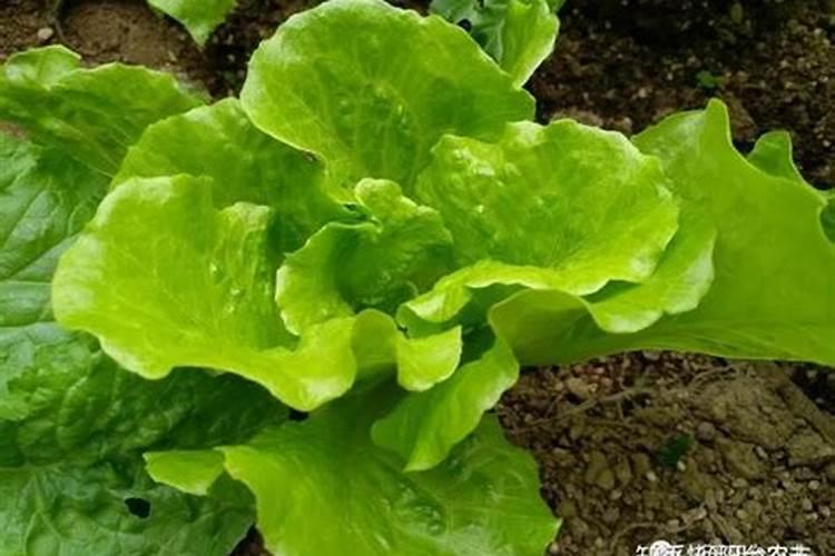 大棚小青菜开始施肥浇水多长时间好？