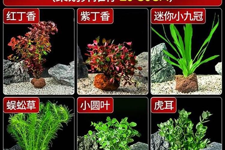 草莓初花期冲什么肥
