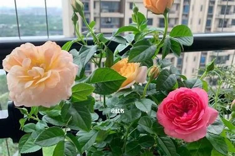 月季施肥方法和注意事项 月季花怎么施肥