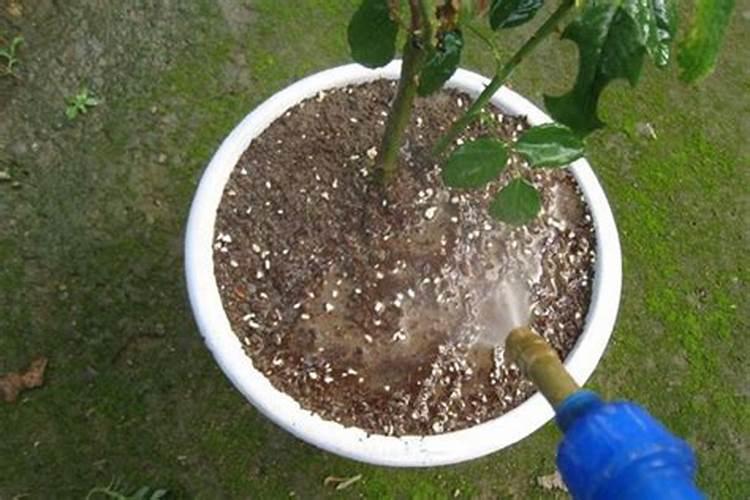 月季花怎么浇水施肥最好