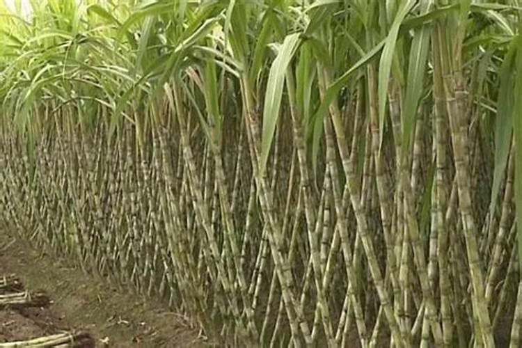 硝酸钾是什么、优点、作用、使用方法