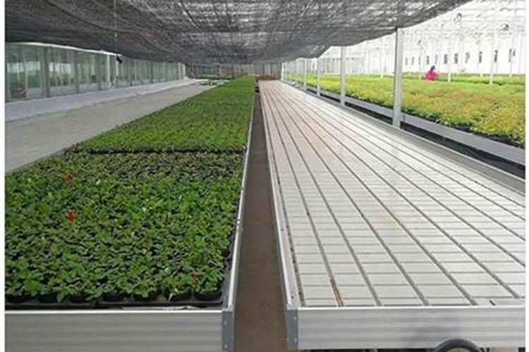 西红柿在苗床上打什么药和叶面肥好