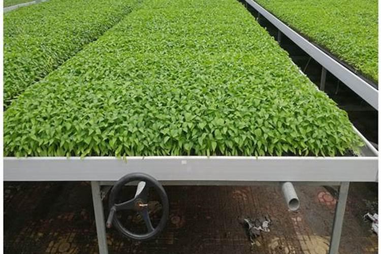 草木灰的3种使用方法,是什么样的？来了解一下