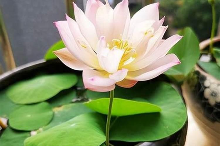 怎么给碗莲施肥