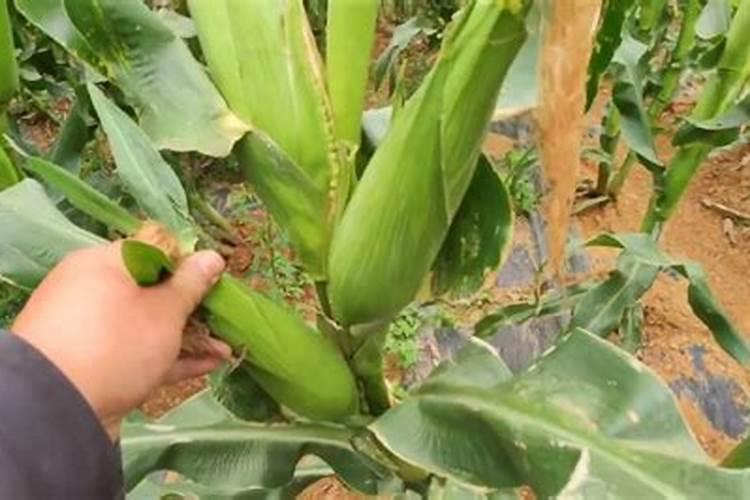 排骨要炖多久才好？