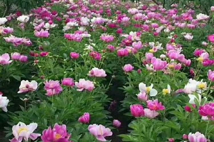 牡丹种子的种植时间、种植方法是什么？