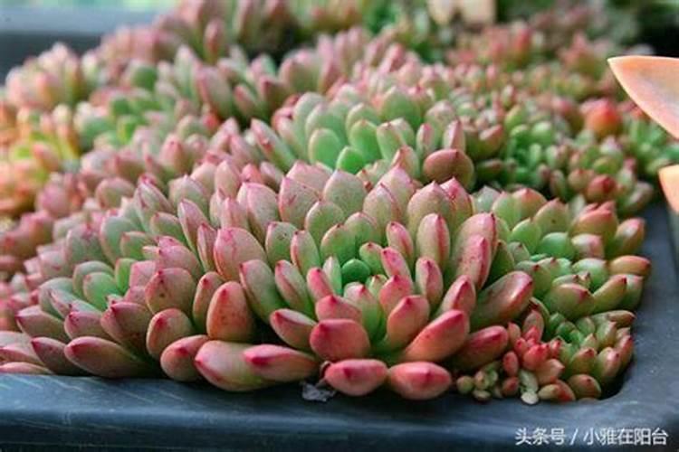 多肉开花了怎么施肥