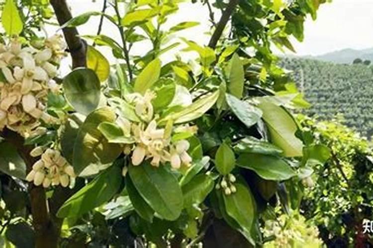 植物缺镁用什么肥料