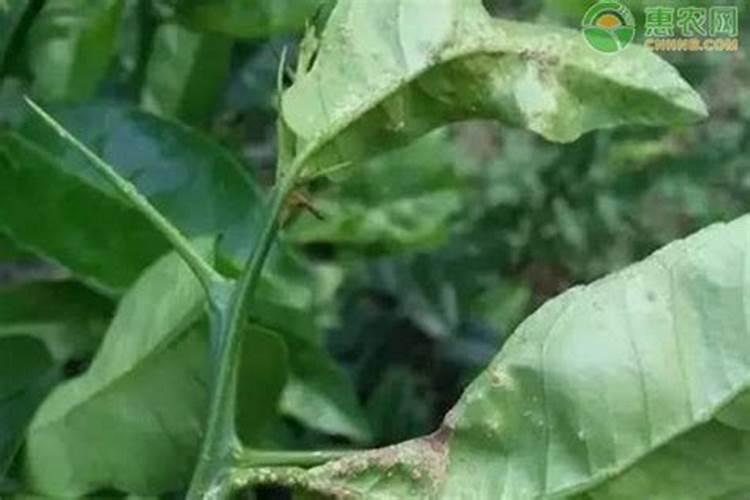 柑橘几月份可以用碳氨？