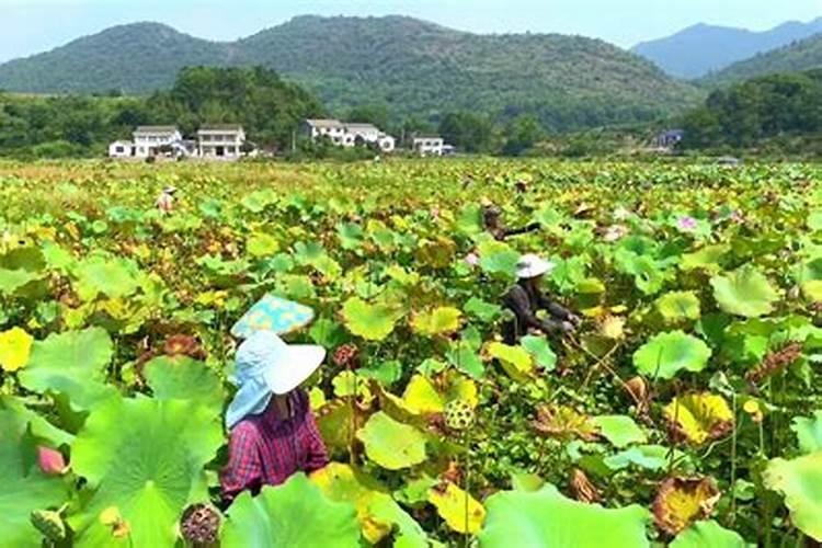 莲子种植技术和方法
