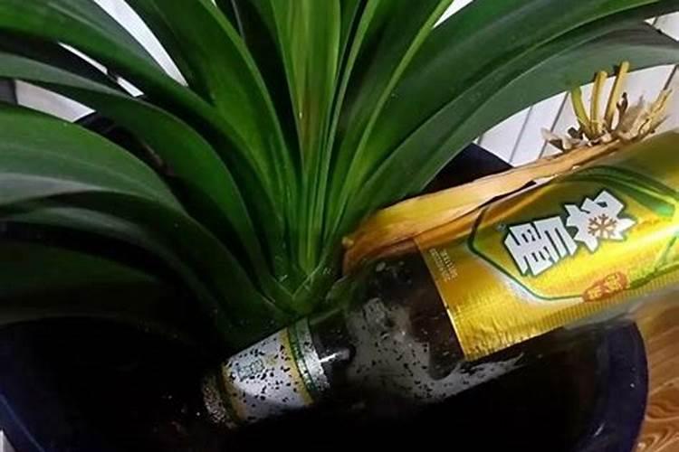 一头猪一年可以产多少猪粪？