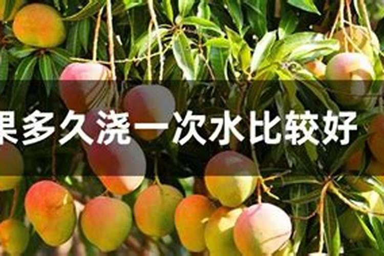 芒果怎么种植盆栽