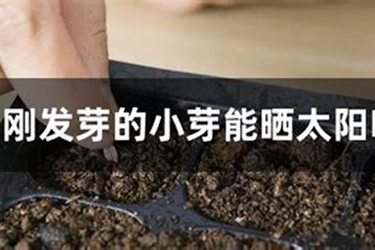 芒果芽栽种注意事项