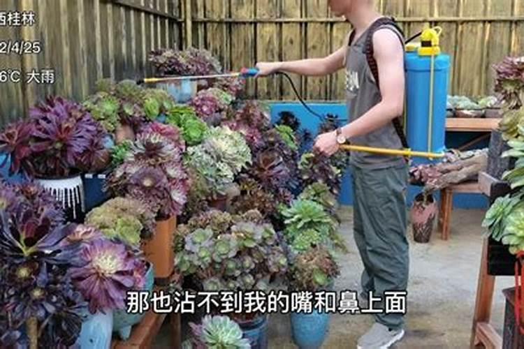 植物营养液怎么用