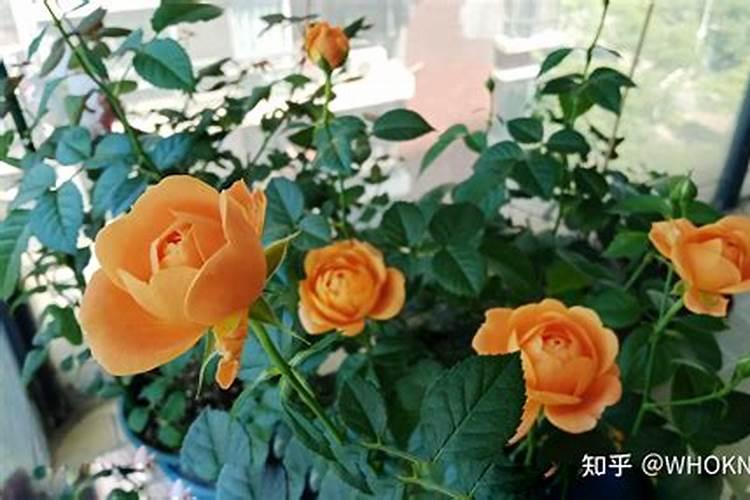 红掌花多久上一次肥料 红掌花需要多久施肥一次