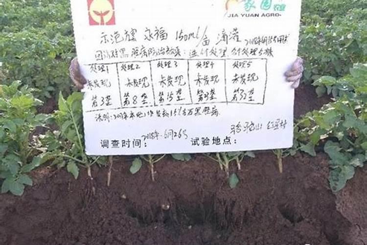 种植马铃薯该怎么科学施肥呢？