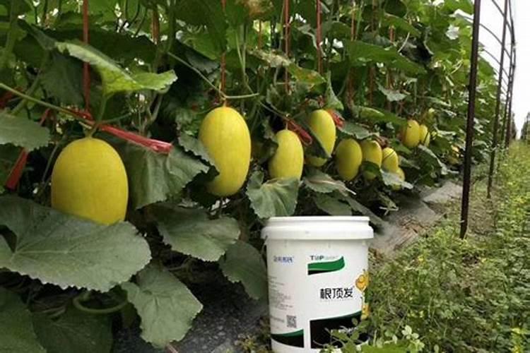 葡萄膨果期用什么肥料,种植葡萄该如何施肥