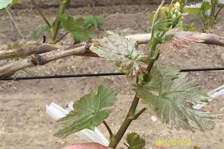葡萄发芽肥主要施什么肥料葡萄发芽肥主要施哪种肥料