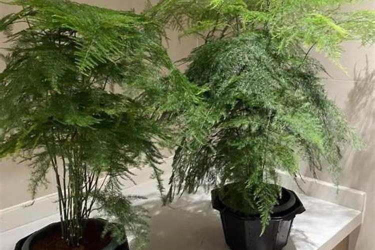 花多多10号肥料怎么用(养什么花用花多多10肥料好)