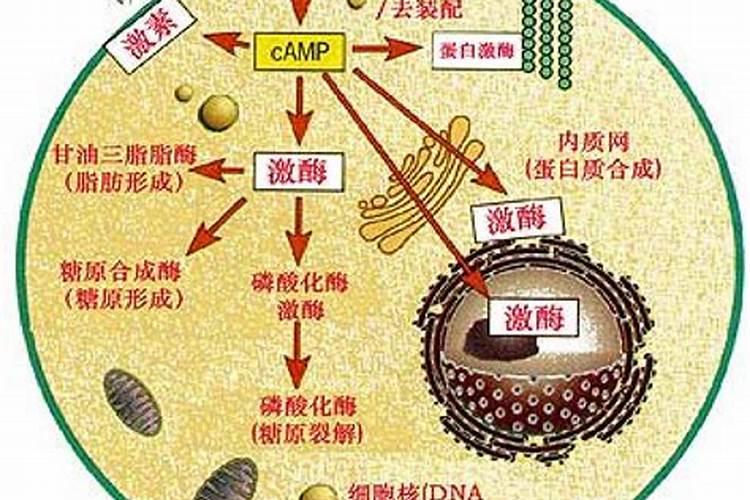 磷在植物生长中有什么作用？