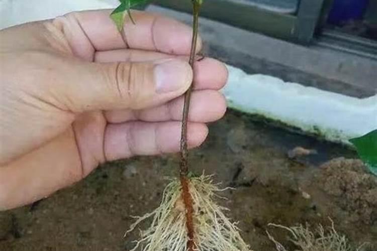 喜满地水溶肥效果怎么样